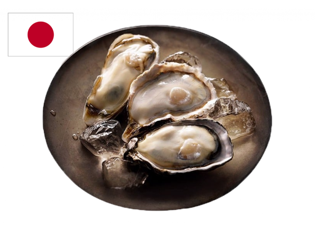 Hàu Nhật - Anna size 5-7