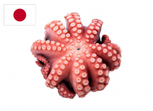 Bạch tuộc Nhật - Nissi