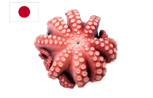 Bạch tuộc Nhật - Nissi