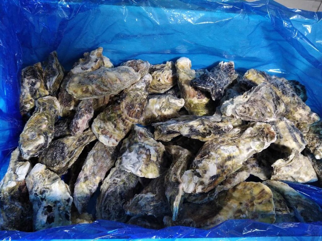 Hàu Nhật - Hyogo size 6-8 con/kg